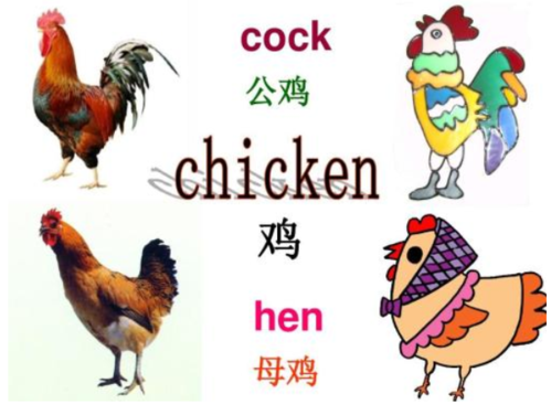 母鸡英语怎么读(鸡的英文怎么写)